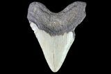 Bargain, Megalodon Tooth - North Carolina #83902-2